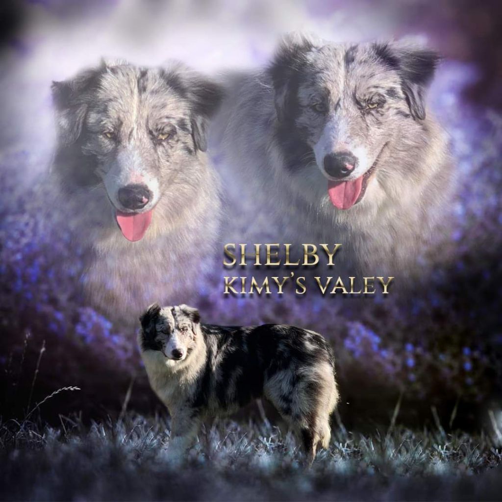 Shelby kimy's valey (Sans Affixe)