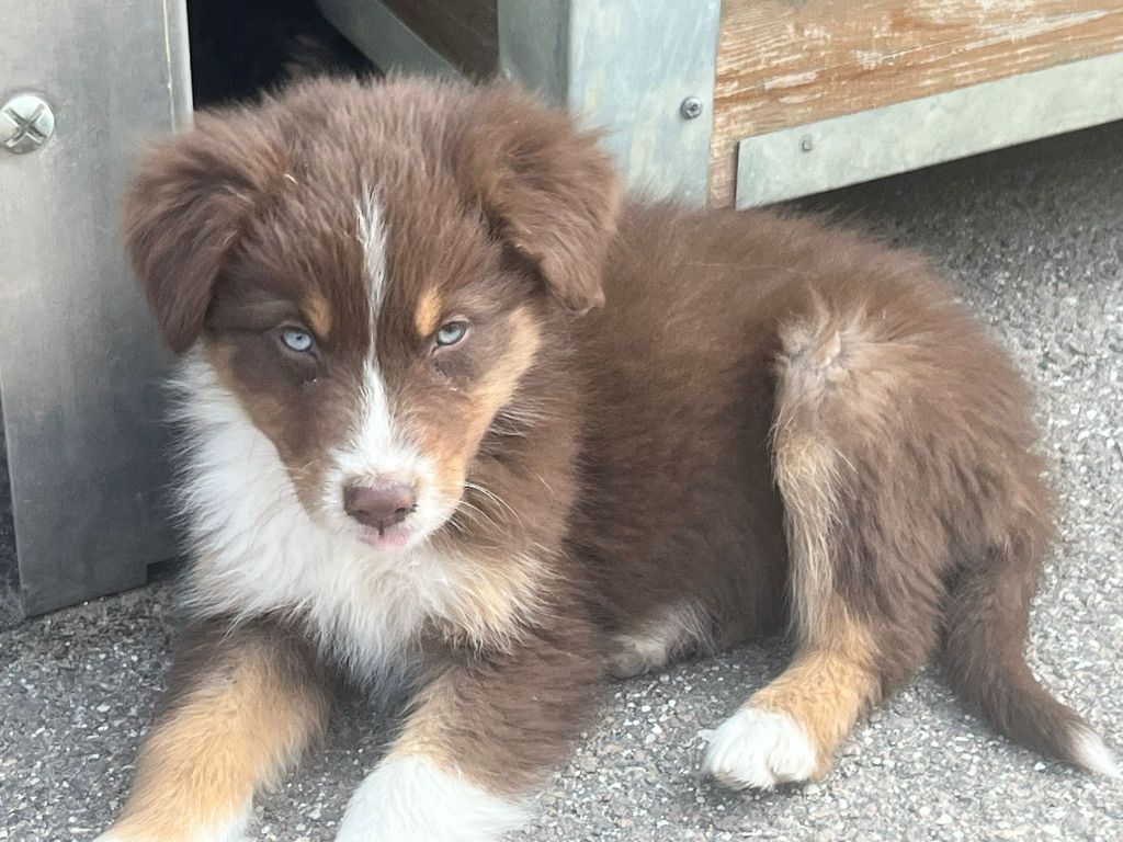 Aurelie Camier - Chiots disponibles - Berger Australien