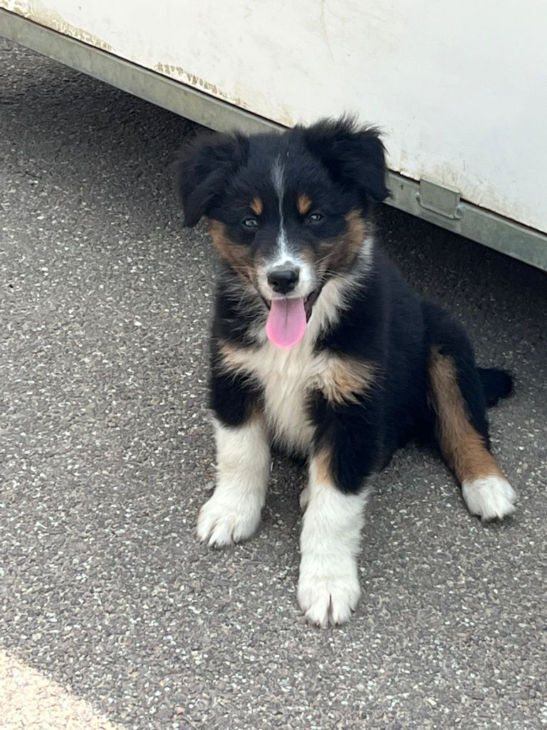 Aurelie Camier - Chiots disponibles - Berger Australien