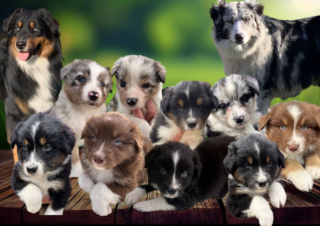 Chiot Berger Australien Aurelie Camier