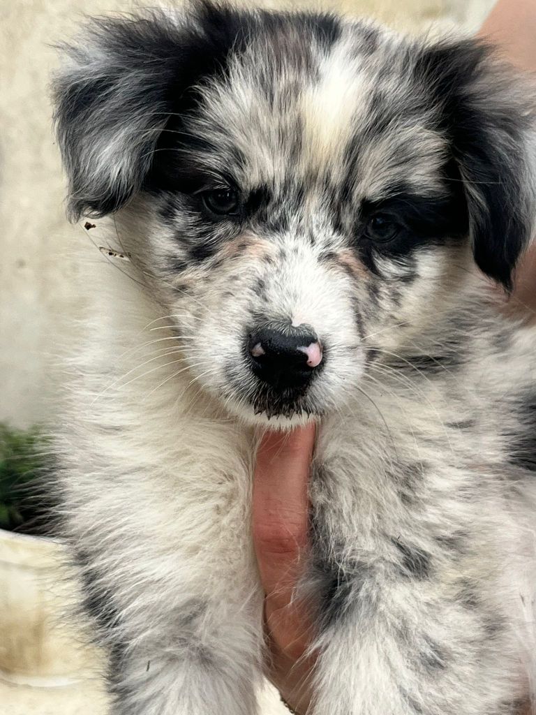 Aurelie Camier - Chiots disponibles - Berger Australien
