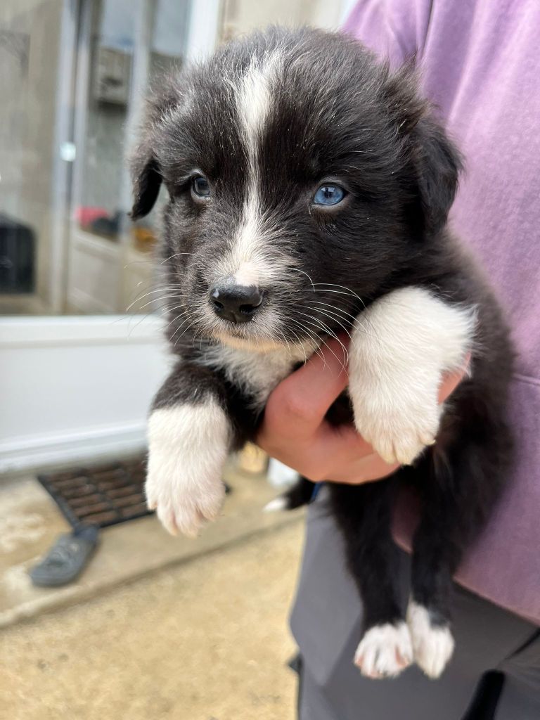 Aurelie Camier - Chiots disponibles - Berger Australien