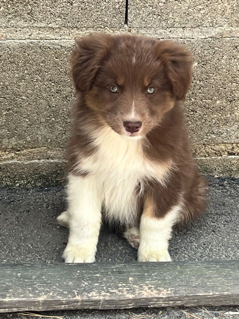 Aurelie Camier - Chiots disponibles - Berger Australien